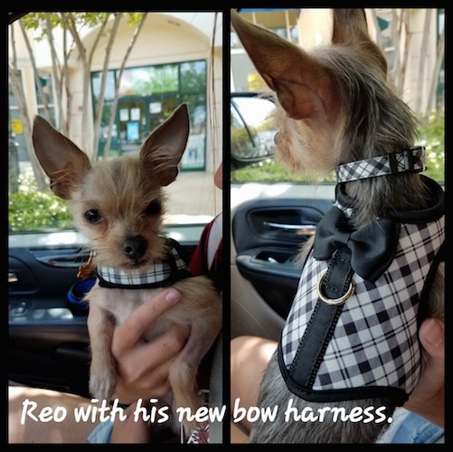 A collage of two pictures side by side of a small tan dog wearing a black and white plaid jacket with a black bow on the back. The words Reo with his new bow harness are overlayed on the bottom of the image.