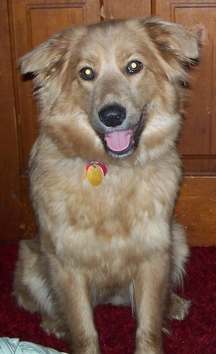 A fluffy, thick coated, tan, happy looking dog with small ears that fold down and out to the sides, a black nose and wide round eyes sitting down in front of a brown cabinet on a red carpet inside of a house.