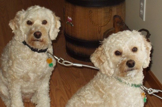 Two tan, wavy coated, soft looking dogs with round wide brown eyes, brown noses and ears that hang down to the sides of their heads sitting down inside a room on a hardwood floor with a wooden barrel behind them.