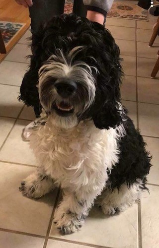 view from above of a longhaired wavy coated black and white dog sitting down on a white tiled floor with a person behind him