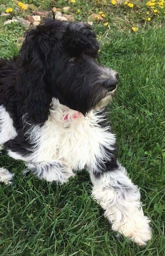 Side view of a long haired black and white thick coated dog with a long muzzle, a black nose and dark eyes laying down in grass facing the right
