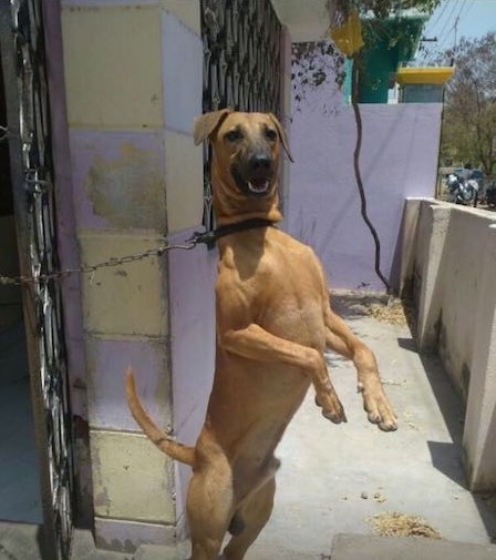 Front view of a brown dog wearing a black collar tied up with a chain standing on its hind legs with its front paws in the air. The dog has small v-shaped fold over ears, a black muzzle with a black nose and a long tail. There is a purple and yellow wall behind it. The words Name: Tiger, age 1 year n 4 months, owner: KR Prakash, place: Chennai (pammal), ph: 9962798864 is overlayed on the bottom of the image.