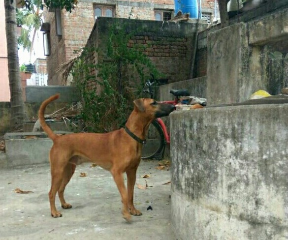 Side view - A brown dog with a long black muzzle and a black nose with small v-shaped fold over ears and a long tail that is being held up in the air standing on concrete next to a concrete wall. There is a bicycle behind it. The dog is wearing a black collar.
