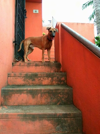 A large breed brown dog with a black muzzle, black nose and black ears that fold over to the front in a v-shape and a long tail standing at the top of an outside stairway that is painted a rose red color.