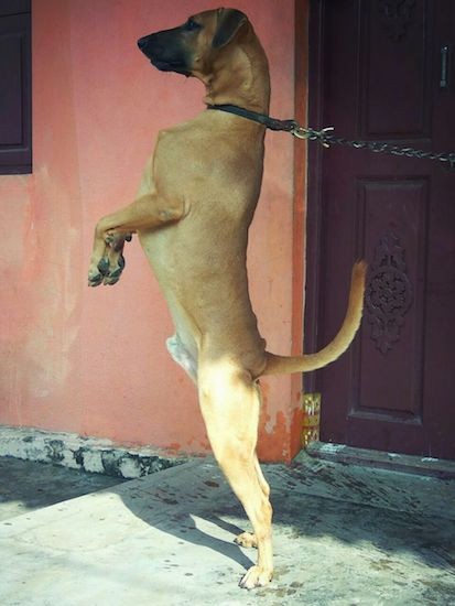 Side view - A brown dog with wide ears that fold over to the front, a long black muzzle and a black nose and a long tail standing on his hind legs wearing a black collar that is attached to a chain on concrete in front of a pink concrete wall.