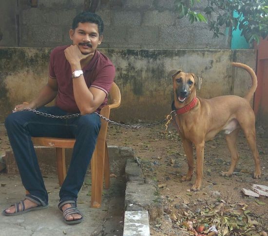 A man in a maroon shirt sitting down on a brown wooden chair outside on concrete with a brown dog that has small but wide ears that are folded over to the front, a long tail, a black muzzle, dark eyes and a black nose standing up on a raised dirt garden bed outside under a tree.