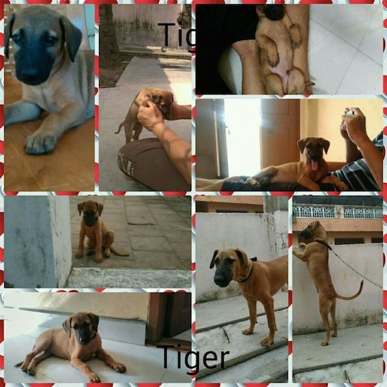 A collage of 8 pictures of a brown dog with a black muzzle from puppy to an adult dog. There is a red and white striped border around each picture.