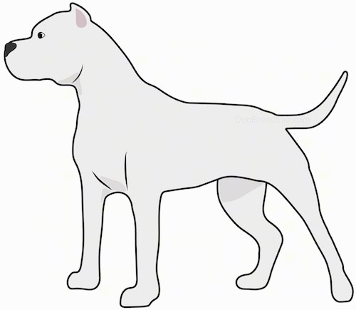 A side view drawing of a white, muscular dog with a large head and small cropped ears, a long tail a dark nose and dark eyes standing and looking to the left.