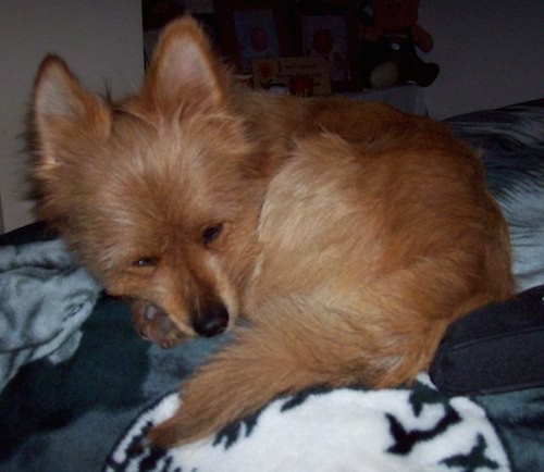 A little reddish brown dog  with a black nose and perk ears curled up on blankets sleeping.