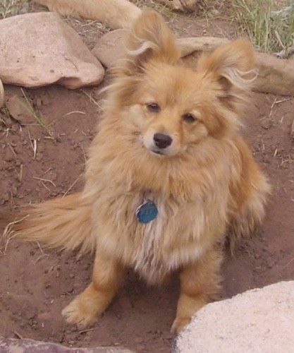 A small, fluffy, long haired, tan dog with perk ears, and a little snout that looks like a fox sitting down in dirt.