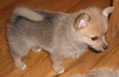 A tiny little fluffy tan dog with small perk ears and a tail that curls up over its back standing on a hardwood floor.