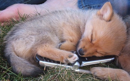 A little tan puppy that looks like a fox curled up in grass sleeping on top of a flip phone.