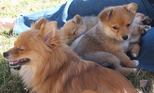 An adult Pomeranian dog sitting down in grass with three little tan puppies behind her who are laying on a person wearing jeans legs.