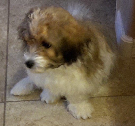 A fluffy soft looking small tan, white and black dog sitting on a tan tiled floor looking to the left. His ears are soft and hang down to the sides.