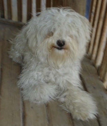 A longhaired, wavy coated, soft looking white dog with hair that covers his eyes, a black nose and black lips laying down on a wooden deck outside. The dog has so much hair on his ears that they blend with the head.