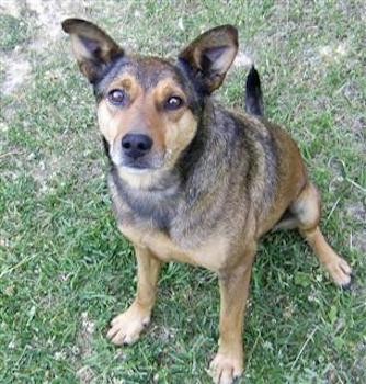 A large breed tan with black dog with wide brown eyes, large perk ears that stand up, a black nose with a tan face surrounded by a black forehead sitting in grass looking up at the person with the camera.