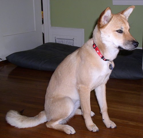 Side view of a thick, but short coated coydog with perk ears, brown eyes and a black nose wearing a red collar sitting down on a hardwood floor with a dog bed behind her.