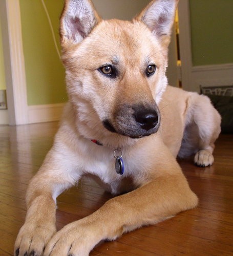 Front view - A tan coydog with perk ears, brown eyes and a black nose with black on the tip of her muzzle laying down on a hardwood floor.