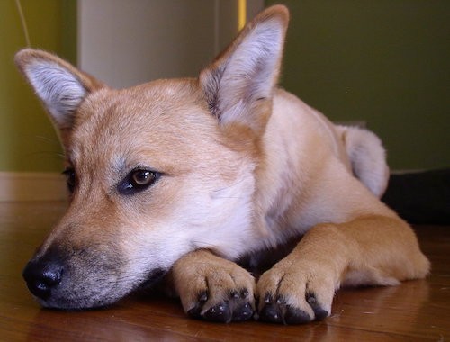 Front view of a tan with black coydog with perk ears and brown eyes laying down on a hardwood floor.