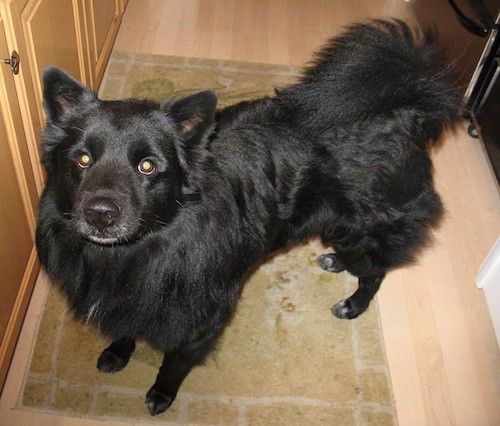 View from the top looking down at a solid black dog with round eyes, a black nose, small perk ears, a thick coat and a tail that curls up over his back with long hair fringing off of it standing in a kitchen next to a wooden cabinet.
