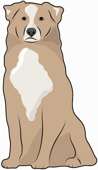 Front view drawing of a brown, tan and white thick coated dog with small fold over v-shaped ears and a blaze of white down her brown head with a patch of tan and white on her chest and on each ear.