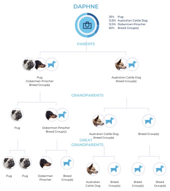 A family tree chart from a dog's DNA test from parents, grandparents and great grandparents.