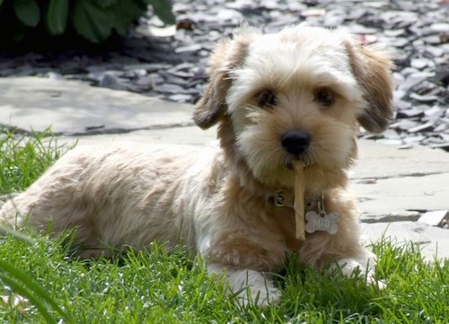 A little dog with short legs and a soft fluffy tan coat with small ears that hang down to the sides chewing on a rawhide chew while laying in grass next to a walkway.