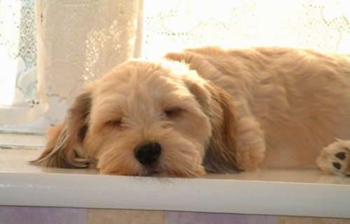 Front view of a small breed tan dog sleeping on a window sill.