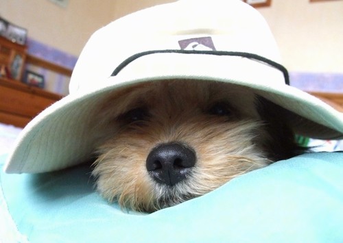 A small tan dog wearing a white rim hat sleeping on a green blanket inside of a house.
