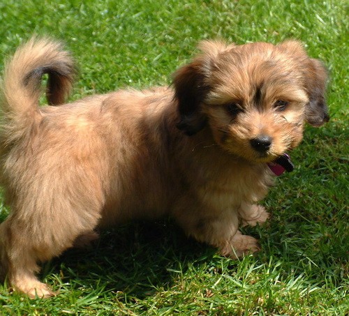 A fluffy little brown puppy with small soft drop ears, dark eyes, a black nose, a tail that curls up over her back standing in grass.