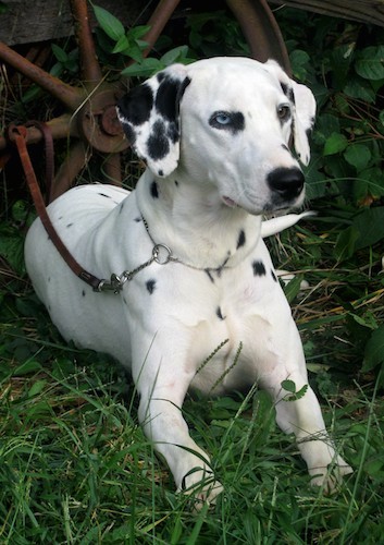 A large white dog with black spots, one blue eye and one brown eye, a black nose and soft ears that hang down to the sides laying down in grass with her leash attached to an old rusty metal wagon wheel.