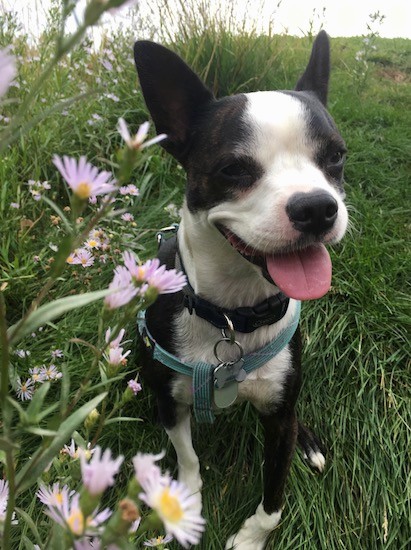 A black and white dog with large perk ears, a wide forehead, big black nose, pink tongue, a black body with a white blaze down its forehead to the snout and chest with white on the paws sitting in grass next to light purple with yellow center flowers. The dog is wearing a light blue harness and a black collar with dog tags hanging from it.