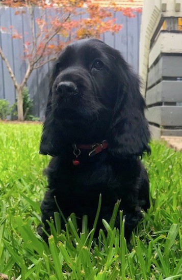 Front view of a shiny black dog with long wavy ears with droopy looking eyes and a large black nose with a square muzzle sitting in grass wearing a red collar.