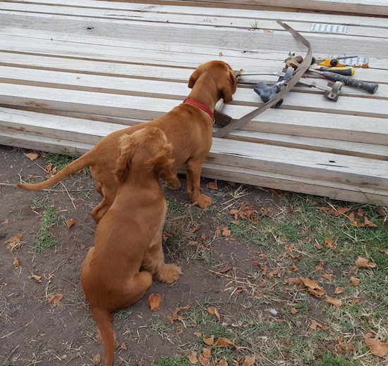 Two reddish brown puppies in front of long 2 x 4 pieces of wood stacked in a pile with tools on top. The puppies have short coats, one has longer wavy fur on its ears and the other has short fur on its ears.