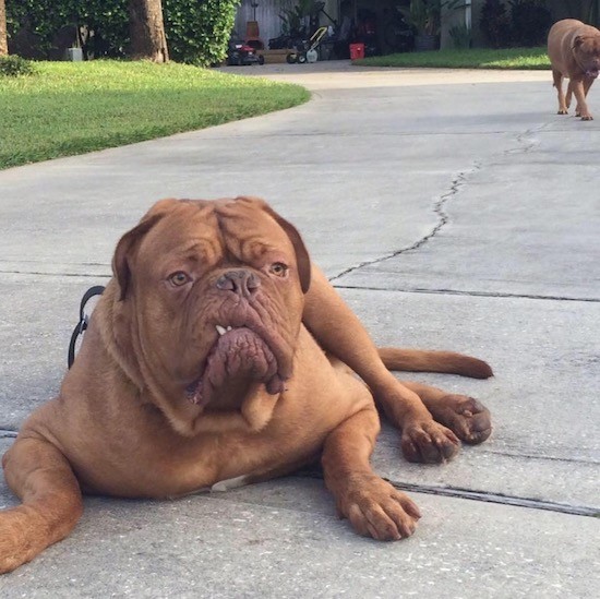 An extra large orange colored mastiff dog with a lot of extra skin, wrinkles and a pushed back face with yellow eyes laying down in a driveway with a second large mastiff dog walking behind him.