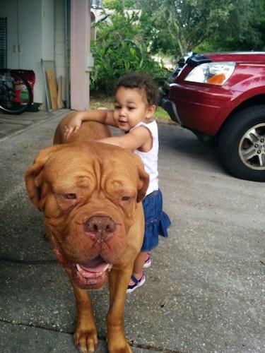 An extra reddish-orange large dog with a huge head that is bigger than the toddler that his holding onto the dogs back outside in a driveway next to a red car