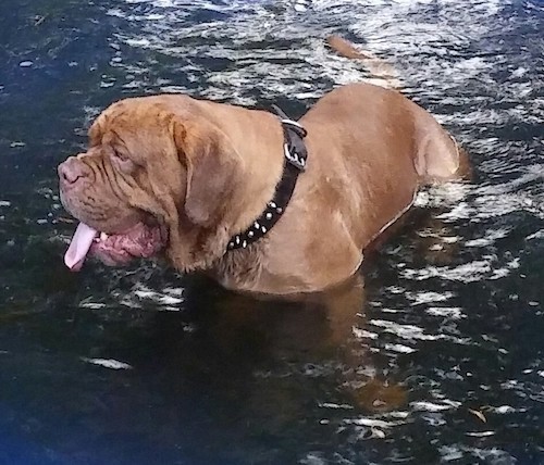 A huge red mastiff with a big head and a wrinkly snout swimming in water while wearing a black spiked collar