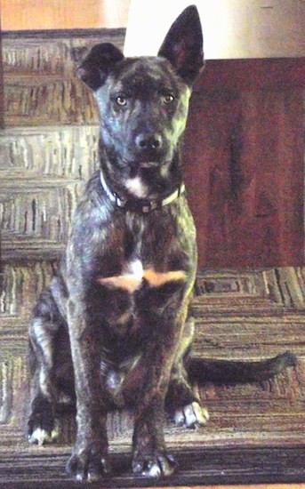 Front view of a dark brindle brown dog with a blaze of white on his chest, neck and tips of his paws, light colored eyes, large ears with one standing straight up and the other folded over at the tip and a long tail sitting down on a carpet looking forward.