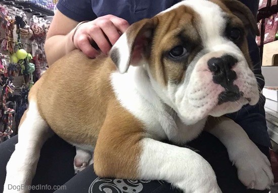 A tan with white and black wide, thick-bodied, well muscled, wrinkly puppy with ears that hang down to the sides and a black nose with pink on it sitting on the lap of a person in a blue shirt and blue sweat pants. The pup has a lot of extra skin.