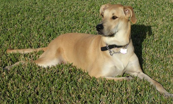 A large breed tan dog with a small head in comparison to the thick body, a long muzzle, a black nose, black lips, ears that fold down to the sides and a long tail laying down in grass.