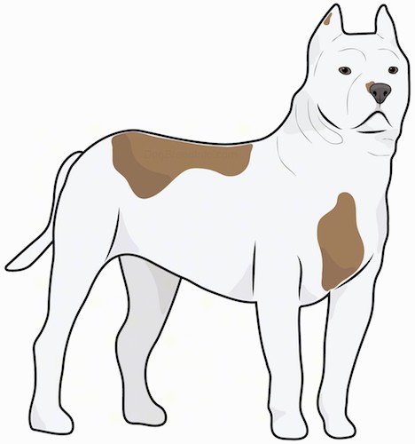 Front side view drawing of a well-muscled. thick-bodied white and tan dog with small cropped perk ears, a square muzzle, black nose and dark eyes with a long tail standing.