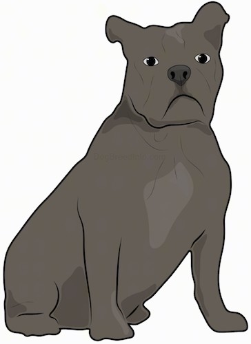 Front side view drawing of a well-muscled. thick-bodied gray sitting dog with small rose fold over ears, a square short muzzle, black nose and dark eyes, short legs and a big head.