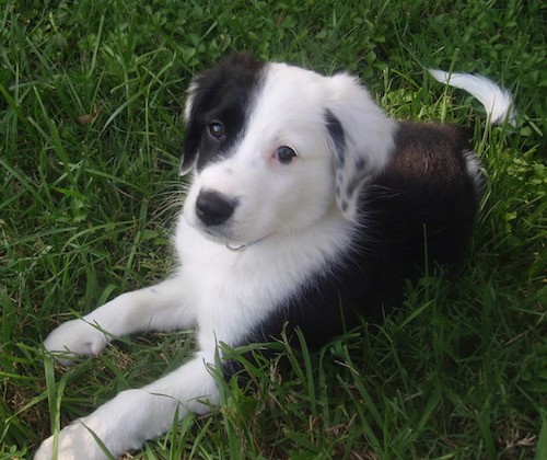 Front size view of a little black and white puppy laying down in grass. half of the dogs face is black and the other half is white.