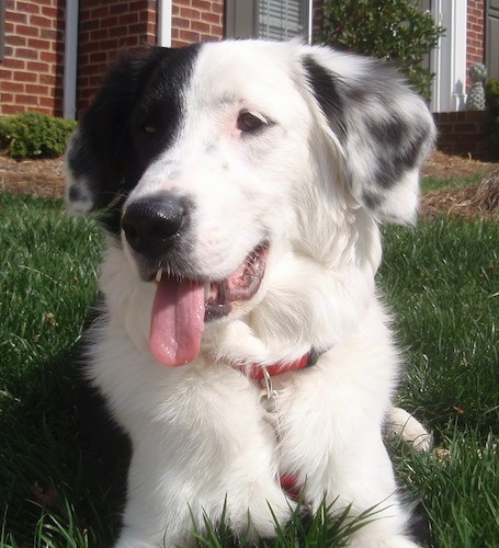 Front view of a thick coated black and white dog laying down in grass. He has a black nose and dark almond shaped eyes, one black ear and one white with black patched ear. His pink tongue is hanging out.