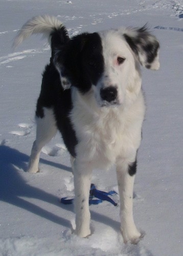 Front view of a black and white dog with black ticking over white patches standing in snow with his tail alert.