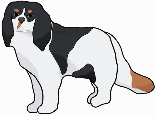 Side view drawing of a tricolor small dog with long soft ears and a long fluffy tail standing up.