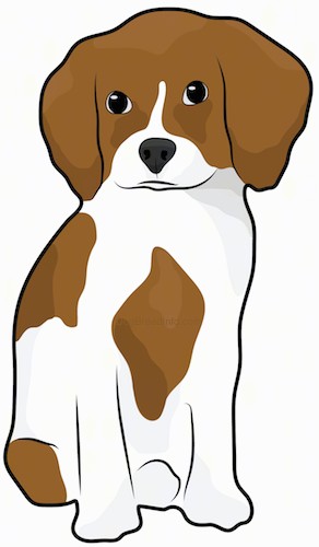 Front view drawing of a brown and white puppy with dark eyes and a dark nose sitting down.