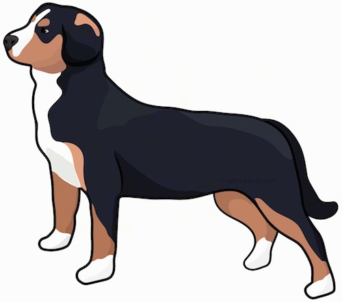 Side view drawing of a tricolor black, brown and white dog with a logn tail standing up.