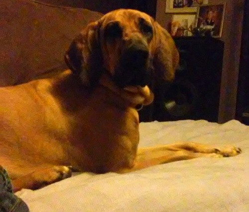 A very large brown dog with black ears, black on her muzzle and a large black nose laying down on a person's bed. The dog has very wide large ears that hang down to the sides and extra skin with a thick body.