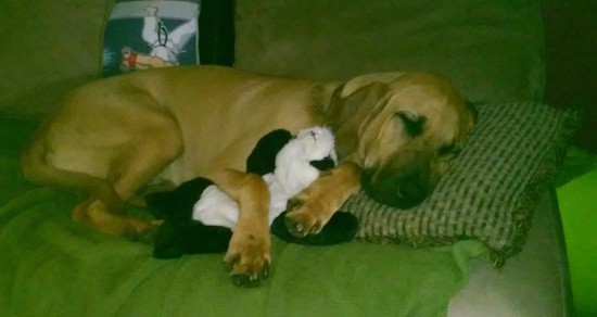 A huge heavy tan mastiff type dog laying down on a green couch with her paws around a stuffed plush panda toy.